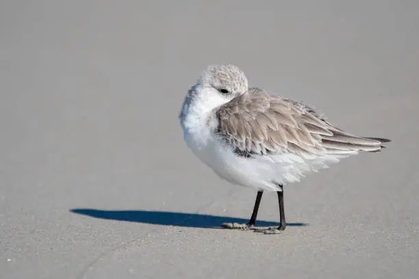 Photo of Sanderling with Tucked Beak