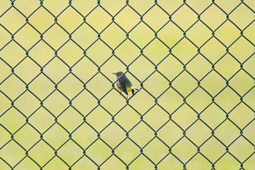 Small bird in chain link fence.