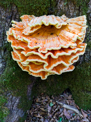 Orange Polypores mushroom is growing on bark of tree at autumn. Edible musroom in forest.