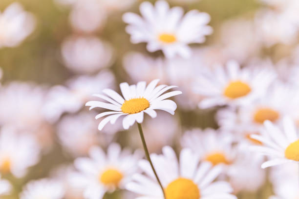 istock Nature background with wild flowers camomiles. Soft focus. Close up. 1366993373