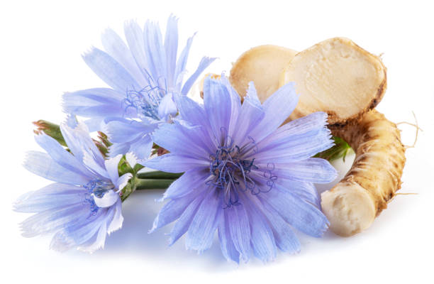 istock Chicory flowers and roots close up on the white background. 1366993423