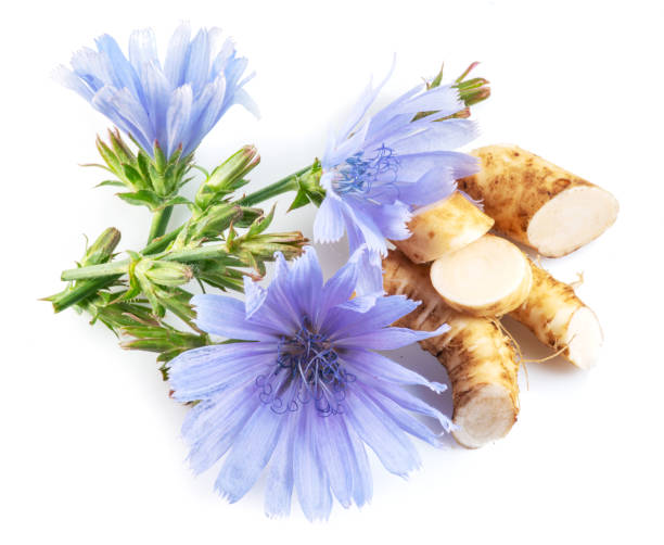 istock Chicory flowers and roots close up on the white background. 1366993430
