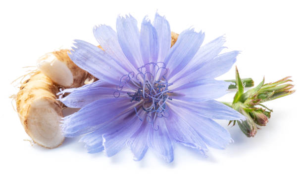 istock Chicory flowers and roots close up on the white background. 1366993432