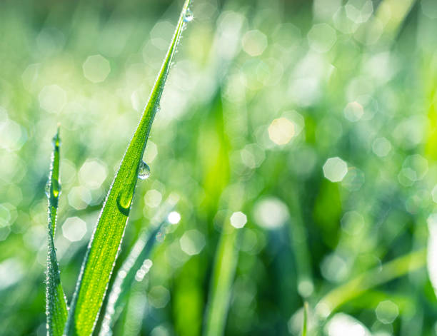 istock Sparkling dew drop on the green grass leaf close-up. Purity and freshness concept. Blurred gren nature background. 1366993451