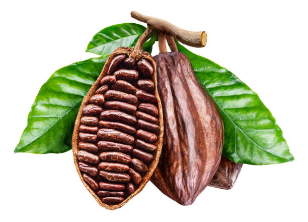 istock Perfect opened cocoa pod with cocoa beans. File contains clipping path. 1366993571