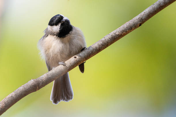 carolina chickadee fluffing itself - photography carolina chickadee bird animals in the wild imagens e fotografias de stock