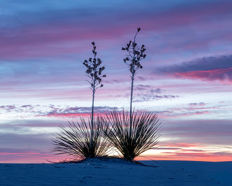 Two soaptree yucca plants against the morning sky