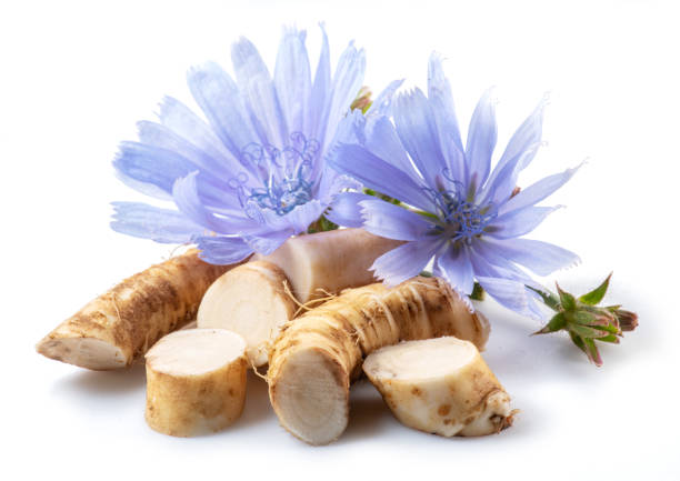 istock Chicory flowers and roots close up on the white background. 1366993702
