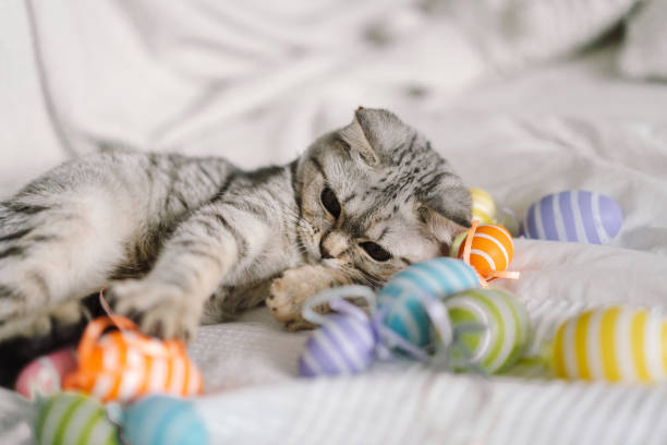 Cute kitten of the Scottish straight breed playing with multi-colored Easter eggs at home. Pet having fun. Spring holiday symbol. Animal helping with Easter decoration