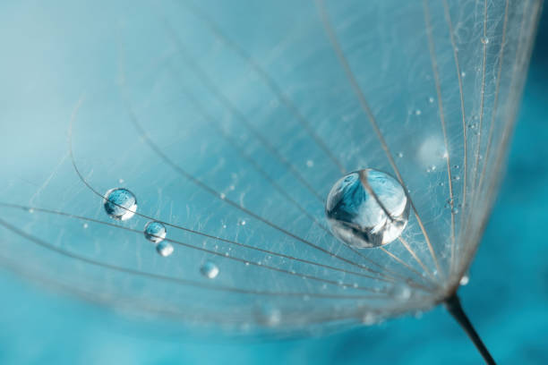 istock Abstract dandelion flower background. Seed macro closeup. Soft focus . Spring nature 1366994138