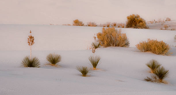 vegetación desértica, parque nacional white sands - desierto chihuahua fotografías e imágenes de stock