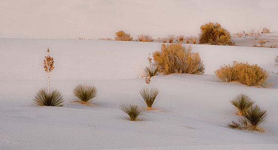 Yuccas and sumac and other desert shrubs on the gypsum sand at White Sands