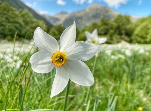 Flor de primavera con fondo de montaña. photo