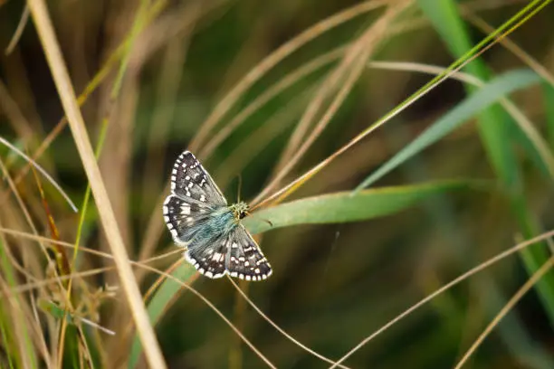 Photo of A common checkered skipper butterfly on a meadow