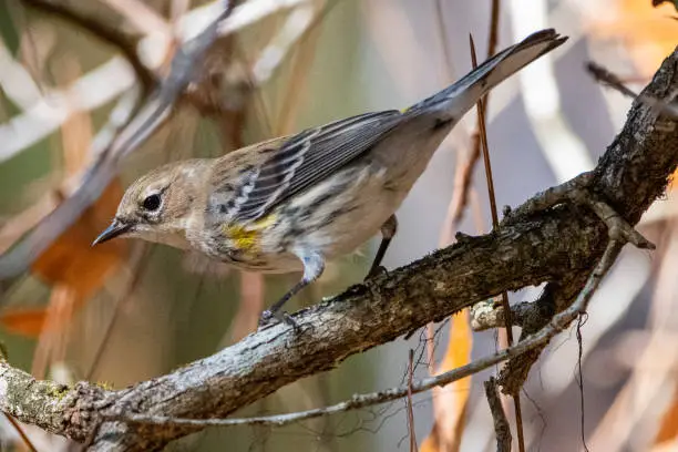 Photo of Yellow-rumped warbler perching