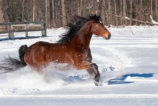 istock Horse Running Free in Snow and Sunlight 136699880