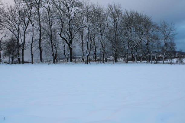 istock Snowy landscape in winter 1366999030