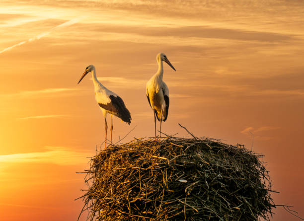 giovani oievaars sul nido - young bird landscape animal bird foto e immagini stock