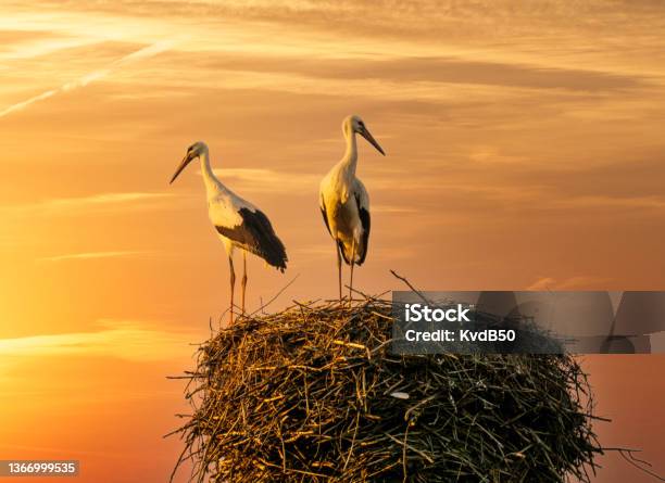Jonge Oievaars Op Het Nest Stock Photo - Download Image Now - Alsace, Stork, White Stork