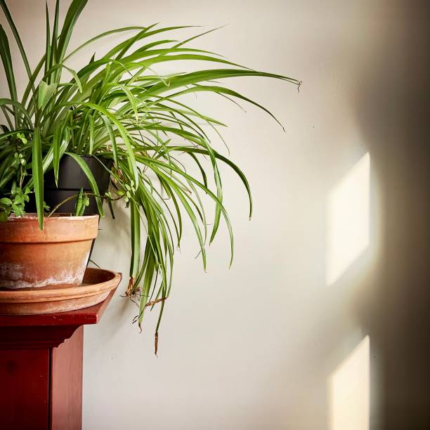 Houseplants and Shadow and Reflection on Wall Houseplants and shadow spider plant photos stock pictures, royalty-free photos & images
