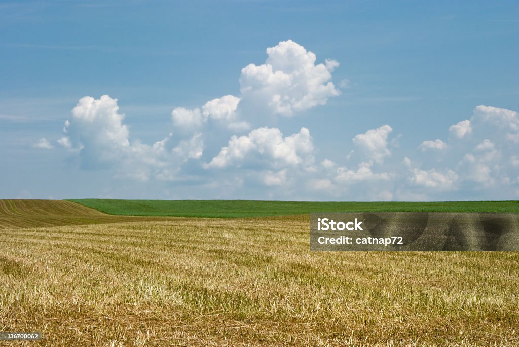 干し草フィールドに夏、新鮮なカット - Horizonのロイヤリティフリーストックフォト