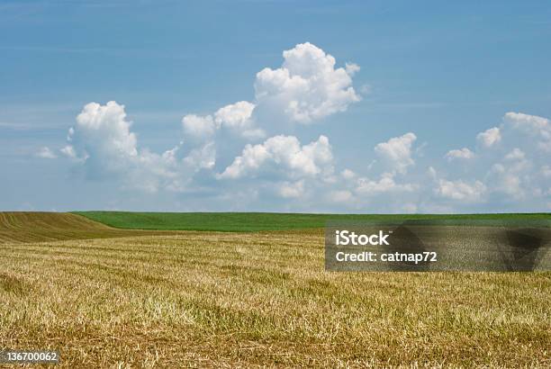 干し草フィールドに夏新鮮なカット - Horizonのストックフォトや画像を多数ご用意 - Horizon, からっぽ, アクセスしやすい