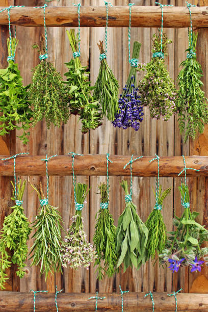 fresh herbs bunches of different fresh herbs hang on a ladder chervil stock pictures, royalty-free photos & images