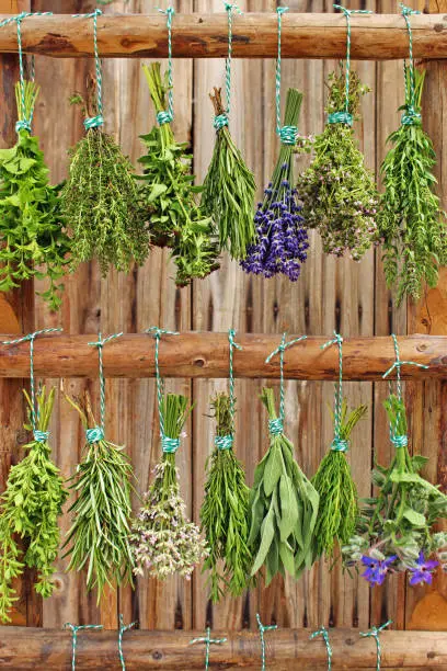 bunches of different fresh herbs hang on a ladder