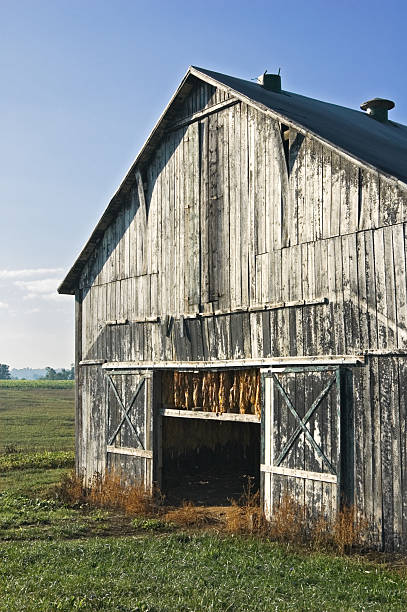 istock Tobacco Barn iwth Hanging Crop in Morning Light 136700094