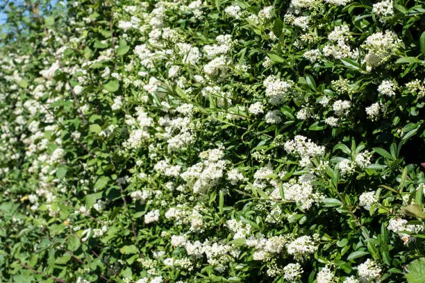 side view of a flowering privet hedge with tiny white blossoms