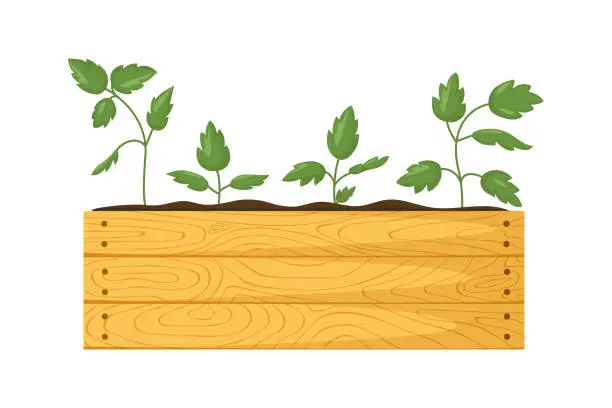 Vector illustration of Wooden garden box with seedlings