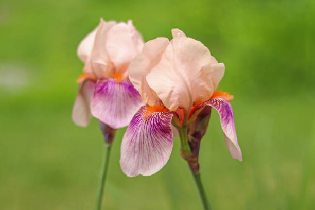 Peach Apricot and Burgundy Bearded Iris isolated in garden stock photo