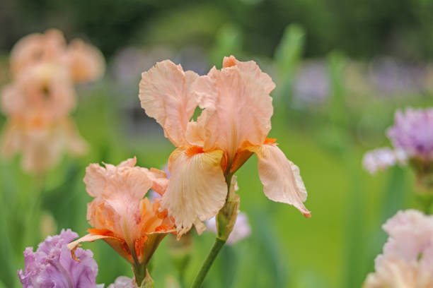Beautiful vibrant Bearded Iris in Springtime Garden