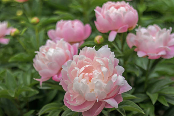 bonitas peonías pastel rosas en el jardín de primavera - peonía fotografías e imágenes de stock