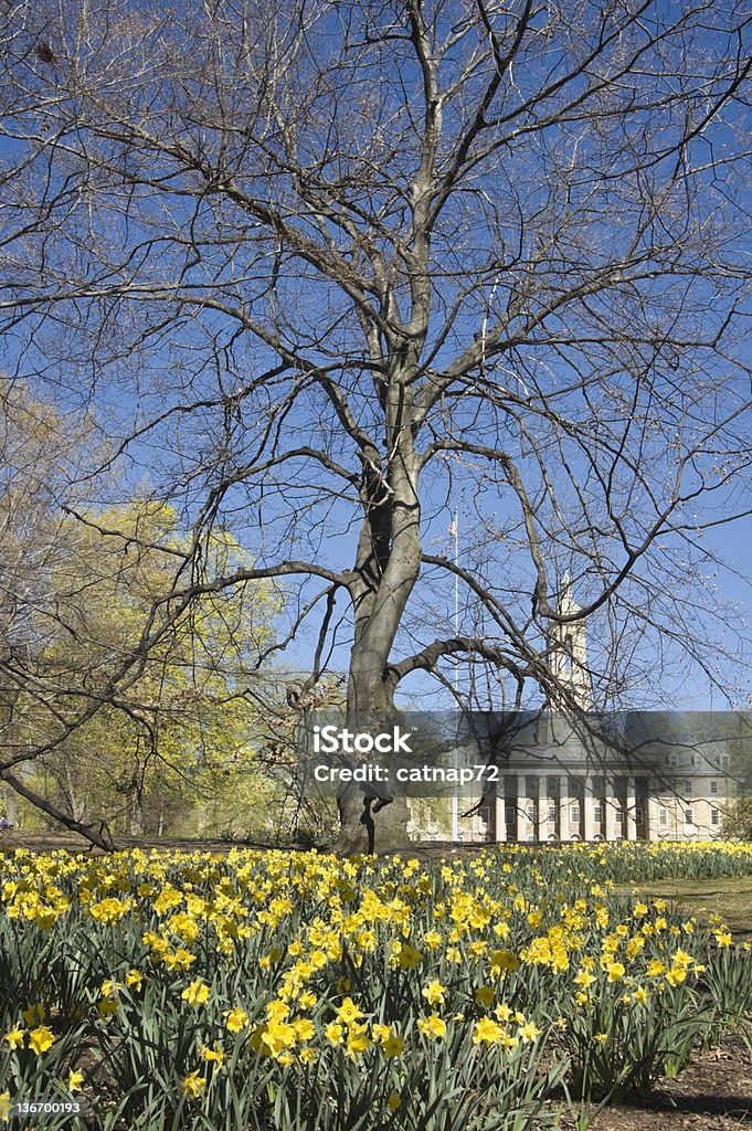 Penn State Campus fiorente Daffodils all'Old principale - Foto stock royalty-free di Città universitaria