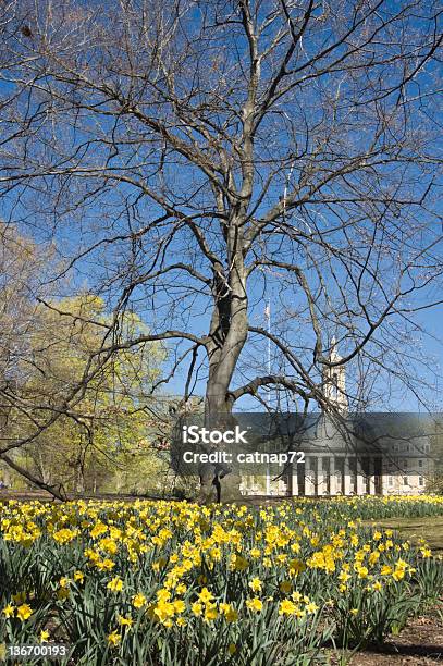 Penn State Campus Fiorente Daffodils Allold Principale - Fotografie stock e altre immagini di Città universitaria