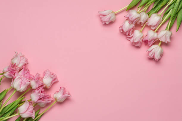 istock Fresh pink tulips on pastel pink background 1367002237