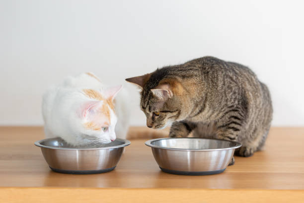 istock Two domesticated cats having a meal 1367002360