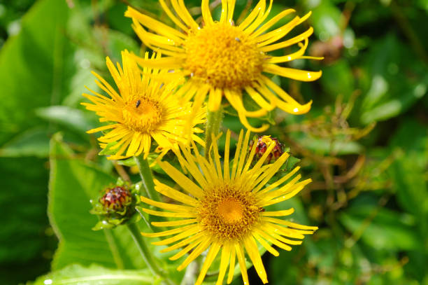 Yellow Elecampane gelenium flower blooms in a summer meadow Inula helenium blossoming in a summer meadow inula stock pictures, royalty-free photos & images
