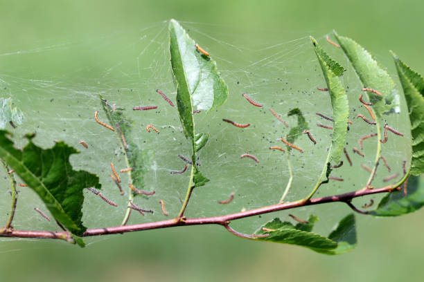 grupo de larvas de armiño de cerezo (yponomeuta evonymella) pupan en una red blanca comunal apretadamente empaquetada en el tronco de un árbol y ramas entre hojas verdes en verano - insect moth nature ermine moth fotografías e imágenes de stock