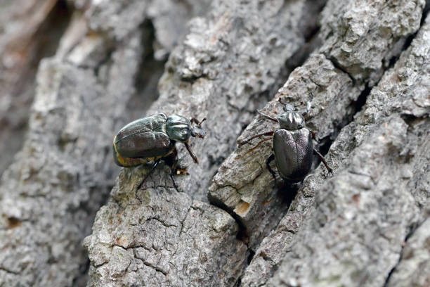 Free Stock Photo of Eastern Hercules Beetles | Download Free Images and ...