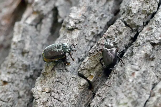 Photo of Hermit beetle - Osmoderma eremita. Two beetles sitting on the bark of an oak tree.