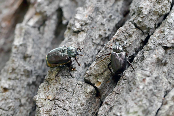 hermit beetle - osmoderma eremita. two beetles sitting on the bark of an oak tree. - hermit imagens e fotografias de stock