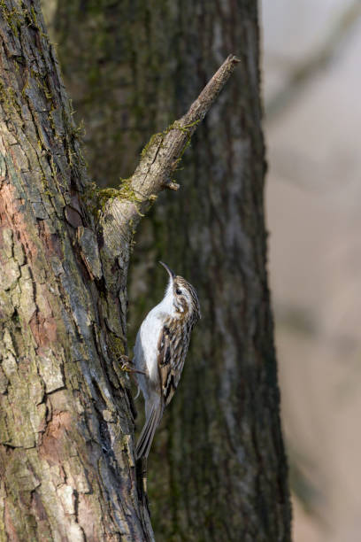 A fledgling house wren, who has just landed on the branch of a pine tree after leaving the nest. Shot with a Canon 5D Mark lV.