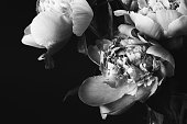 istock Bouquet of peonies. Black and white photo 1367004246