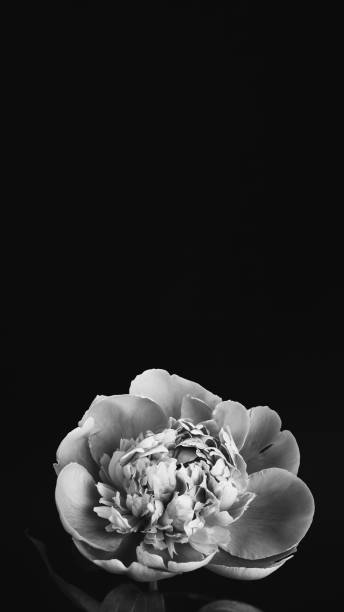 istock Peony closeup. Black and white photo 1367004286