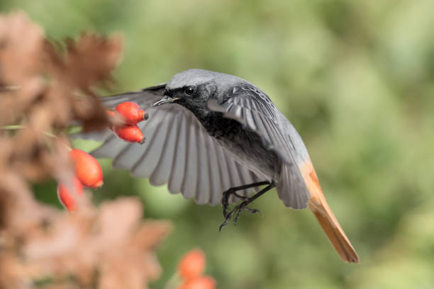 istock Black redstart male in flight at hunt  (Phoenicurus ochruros) 1367004355