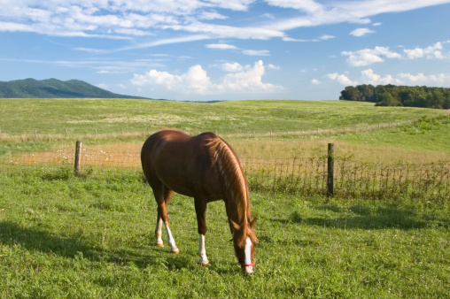 Grazing horse the beautiful scenic landscape of the Shenandoah Valley of Virginia, Harrisonburg, VA, USA.