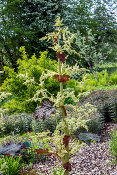 istock Rheum Palmatum var Tanguticum 1367004795