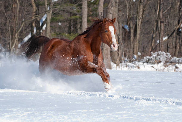 istock Horse Running in Fresh Sunlit Snow, Strength and Power 136700495